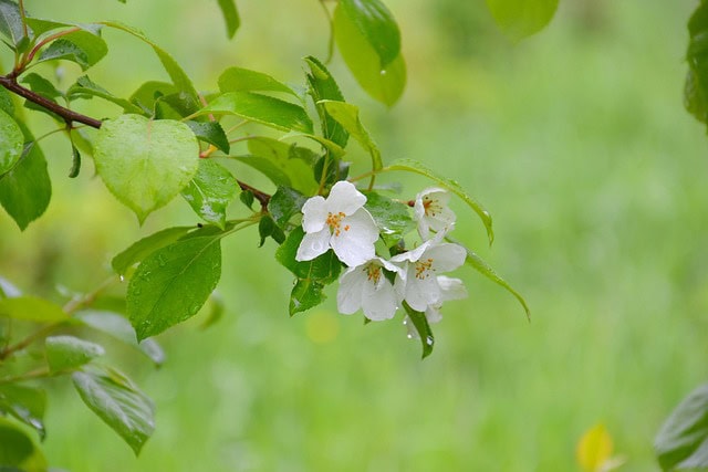 Tips til dyrkning af æbletræer espalier